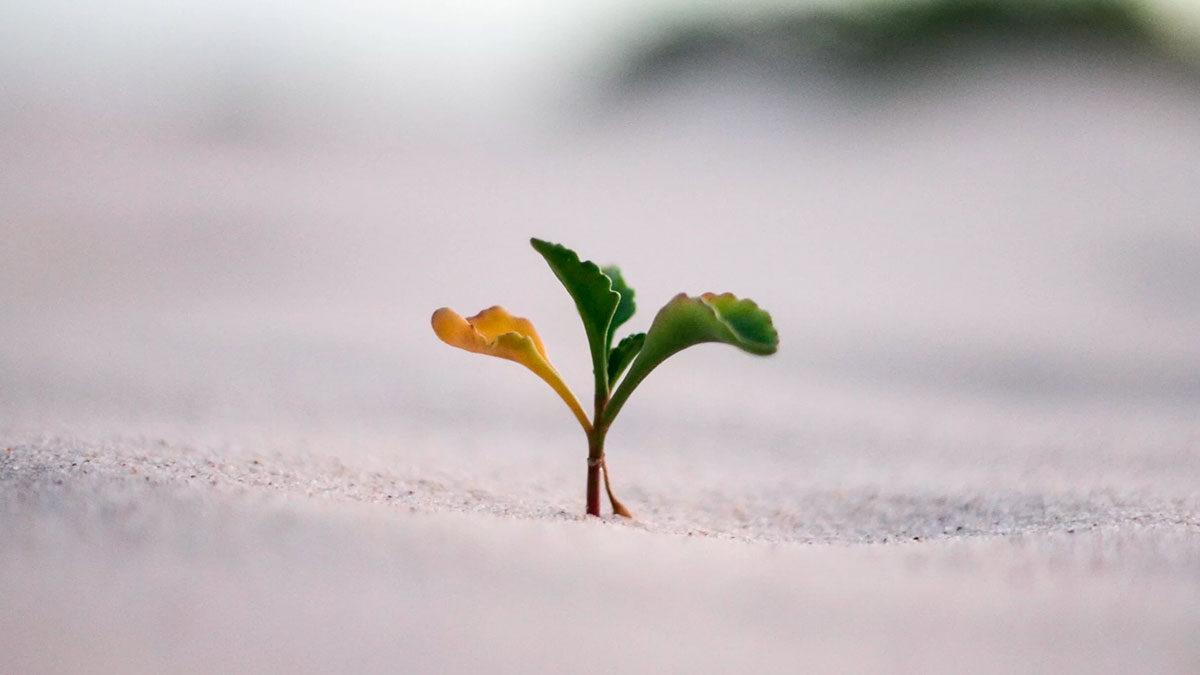Crecimiento Personal video de Prem Rawat - Extracto de Conferencia
